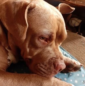 Meet your Posher, Rose